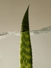 Organic Aloe Vera Gel